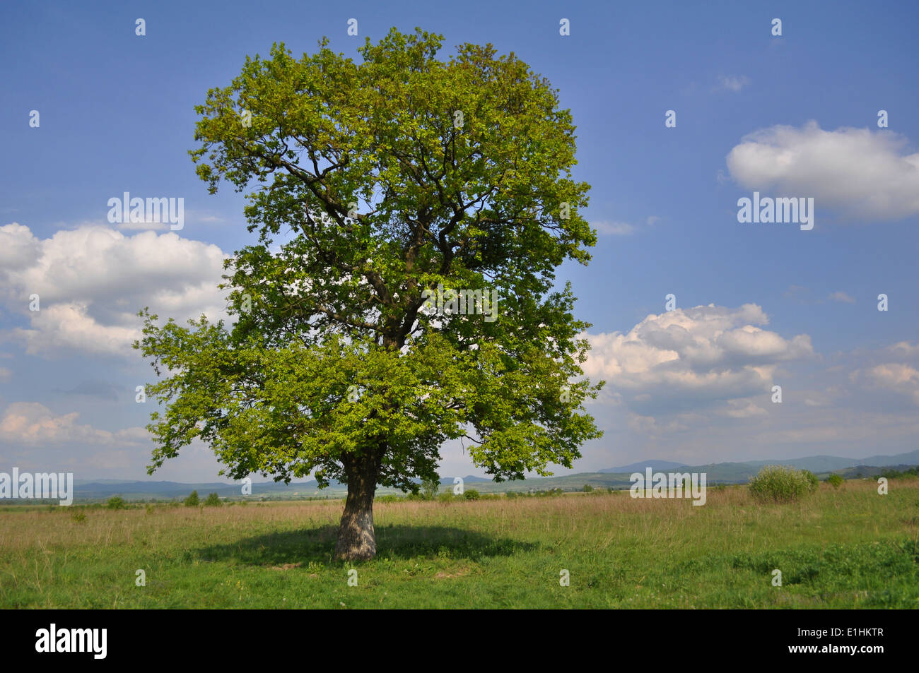 Old oak tree on a green meadow Stock Photo - Alamy