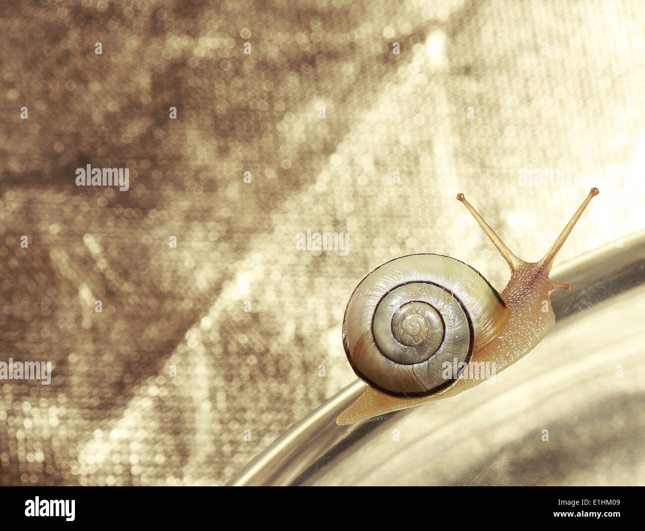 Common Garden Banded Snail Crawling on Metallic Background Stock Photo