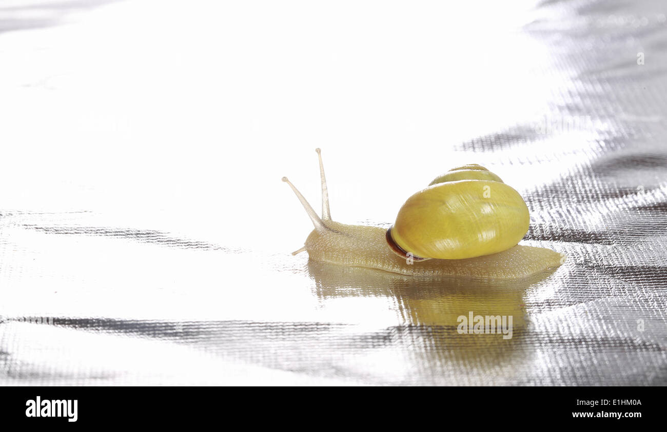 Wandering Small Yellow Snail Stock Photo - Alamy