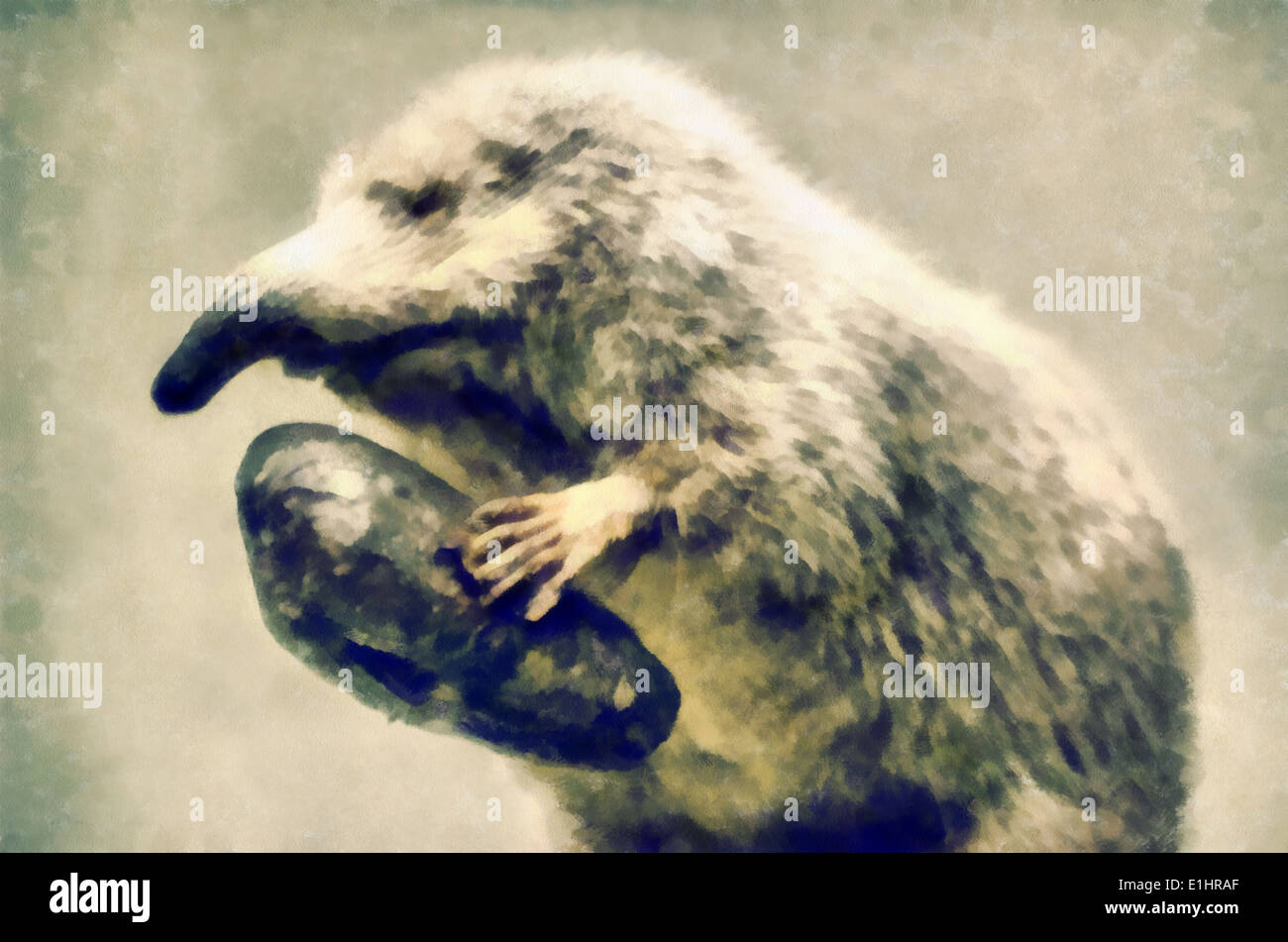 Russian desman image hi-res stock photography and images - Alamy