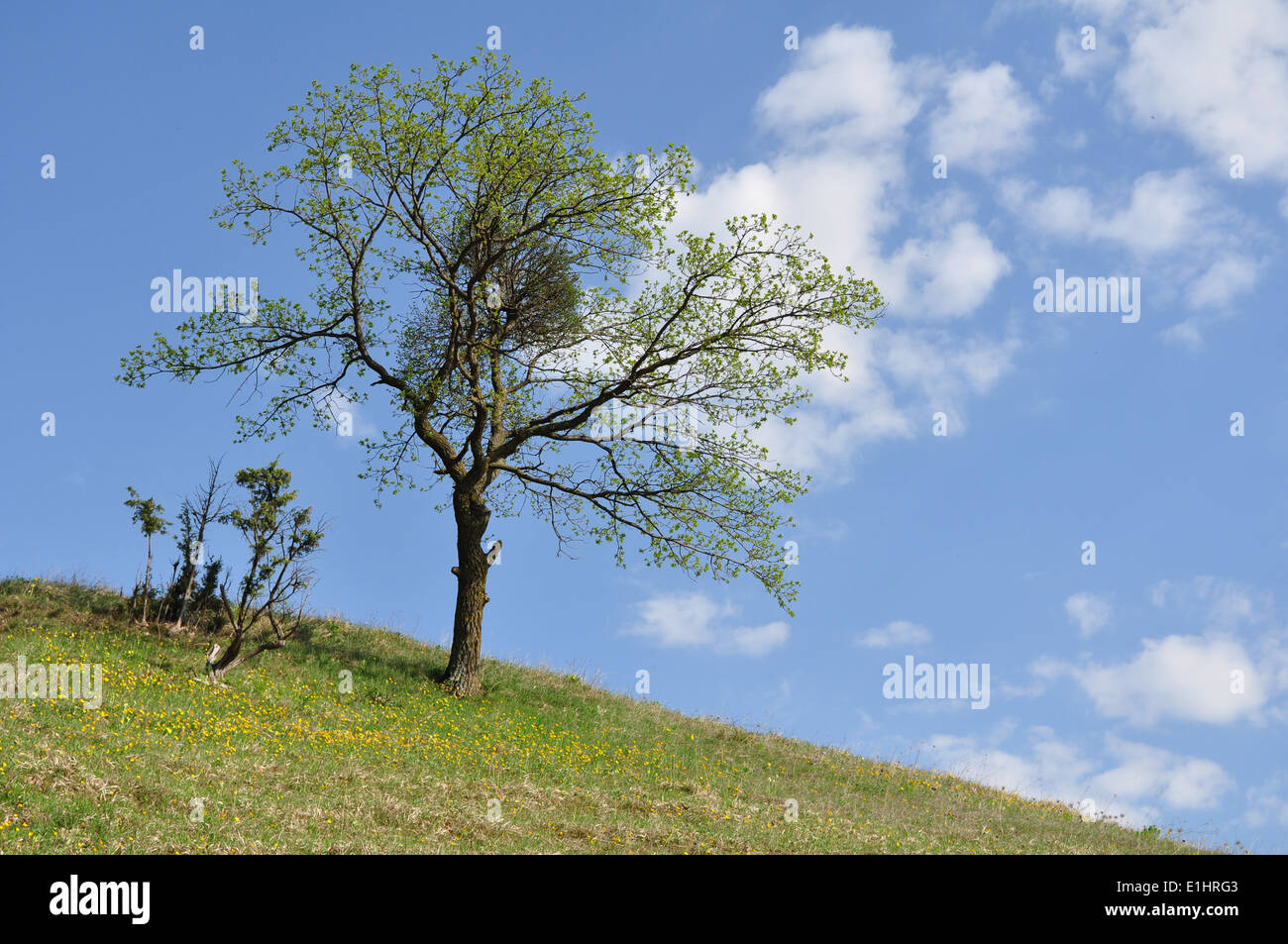 Old oak tree on a green meadow with cloudy sky Stock Photo - Alamy