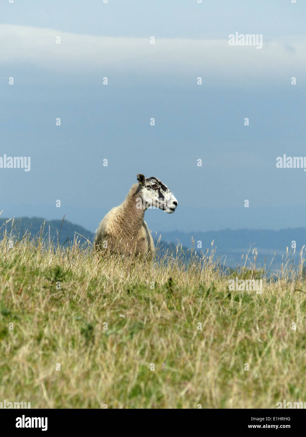 Black faced sheep in rolling countryside on a sunny day with blue sky Stock Photo