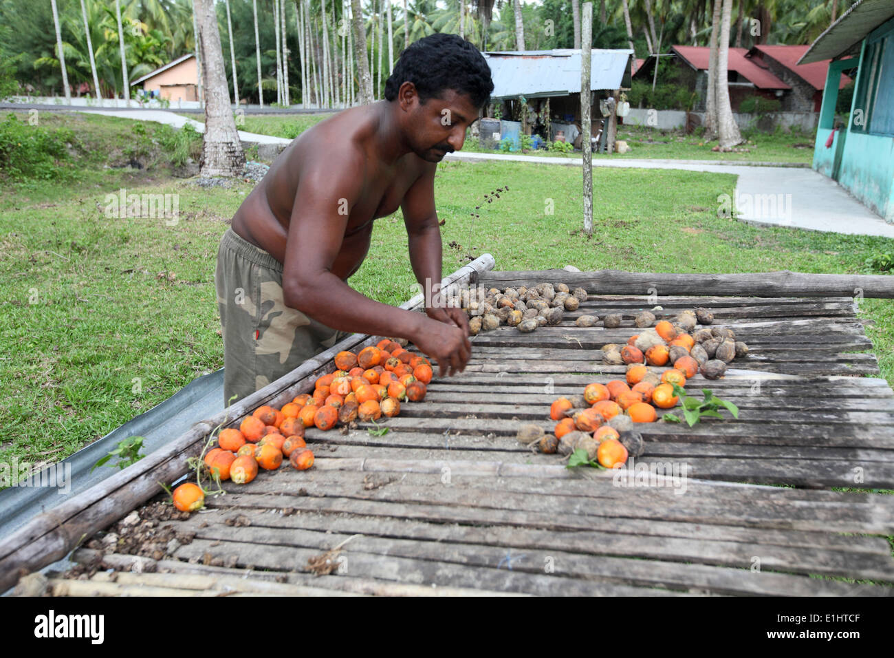 Man sorting raw and dried betel nuts (Supari), Havelock Island, Andaman, India Stock Photo