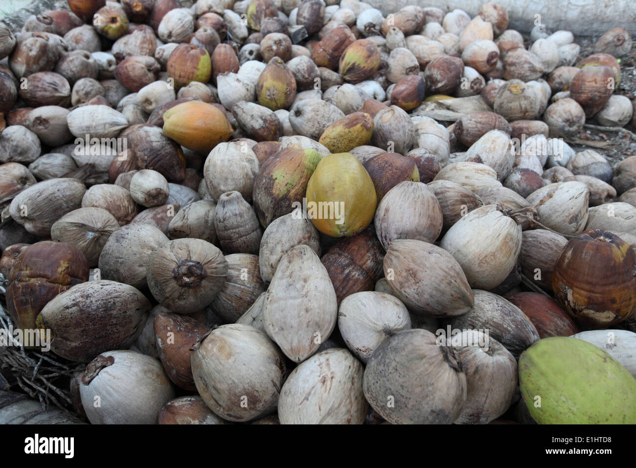 Dry coconuts, Havelock Island, Andaman, India Stock Photo Alamy