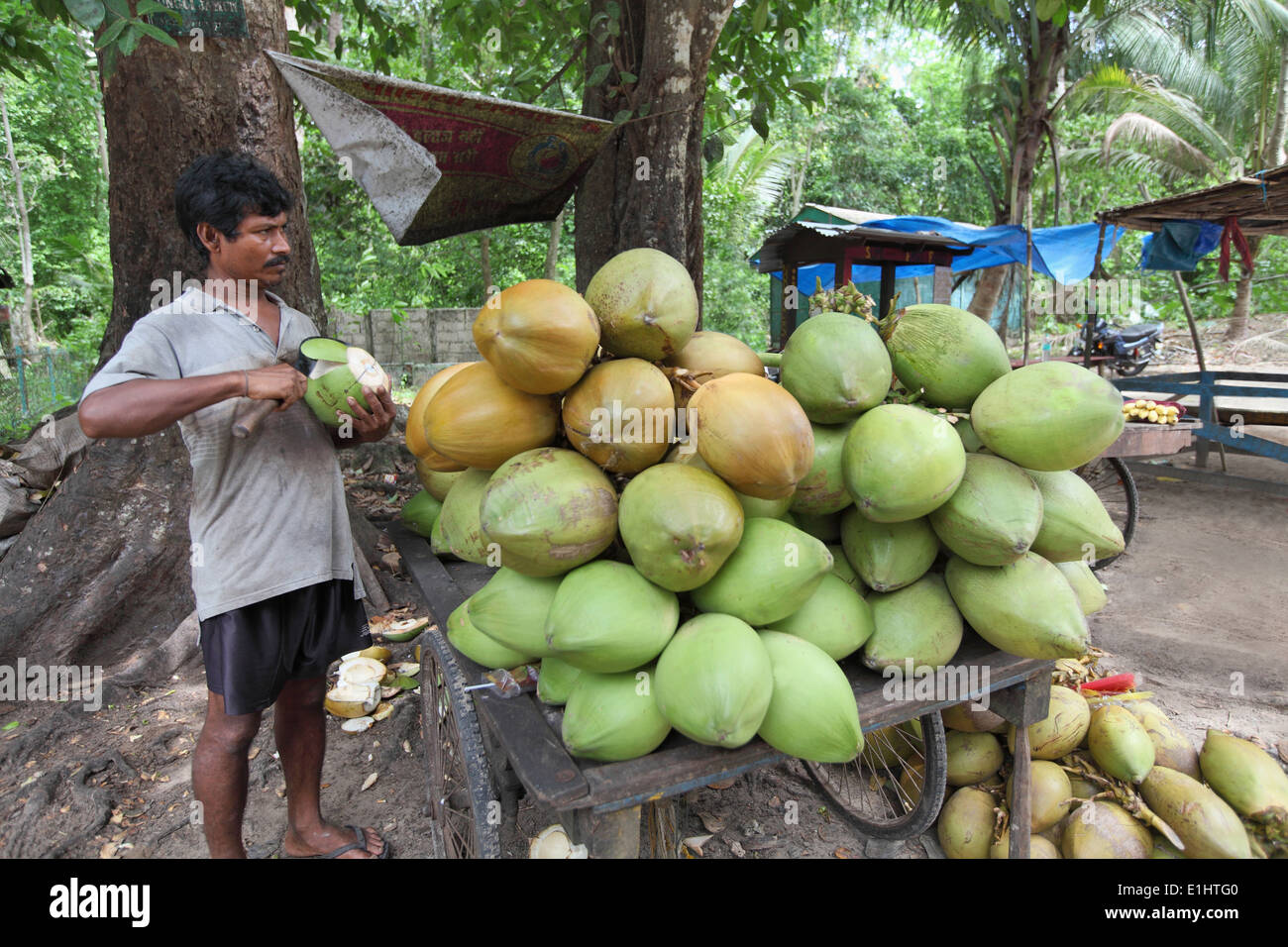 Coconut seller near Radhanagari beach, Andaman, India Stock Photo Alamy