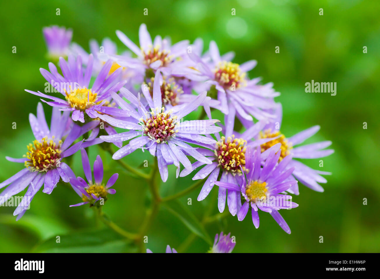 Wildflower, the Michaelmas daisy or Aster novae angliae growing wild in Alberta. Native to much of Canada and the United States Stock Photo