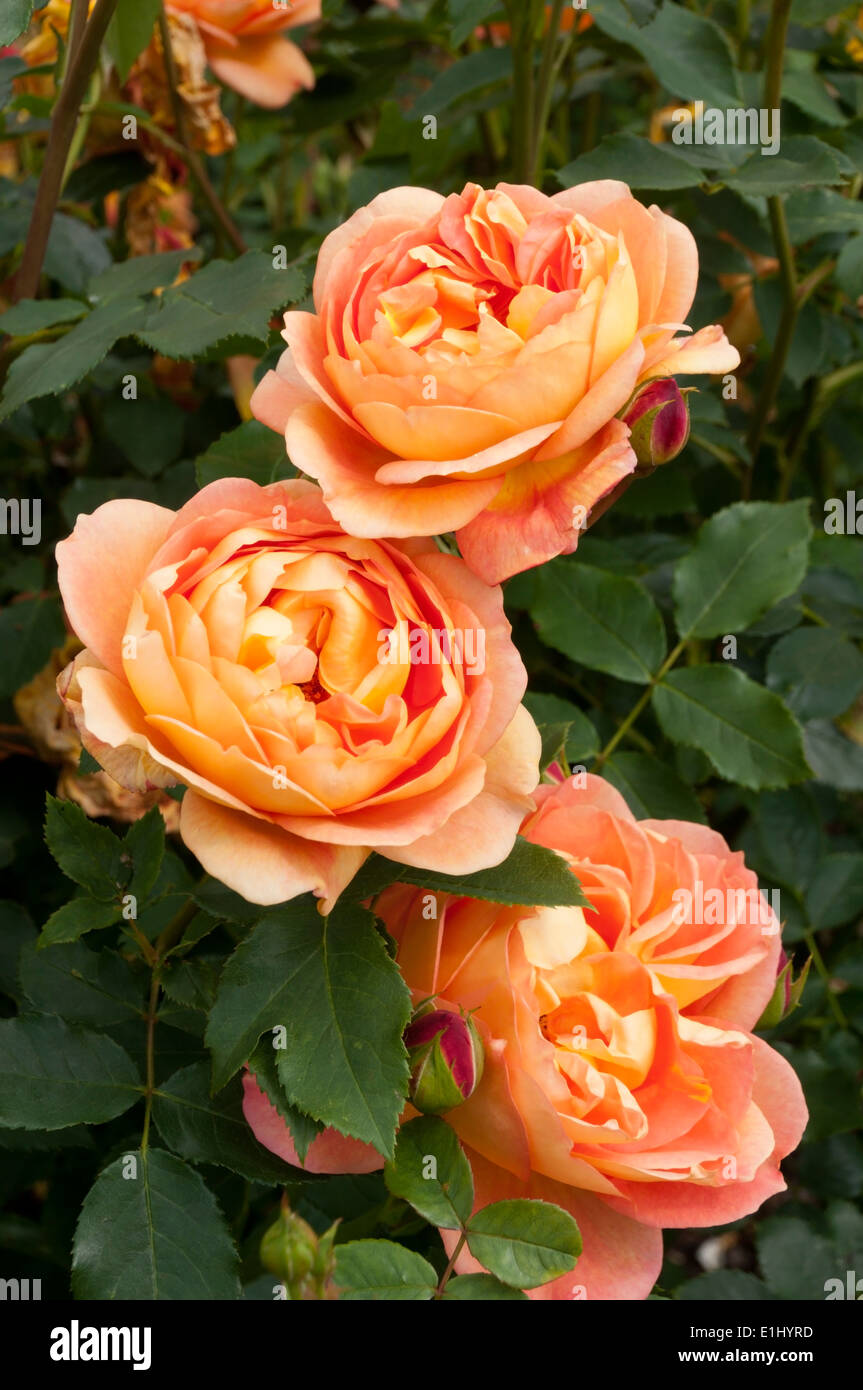 Rosa Lady of Shalott rose flowers. Stock Photo