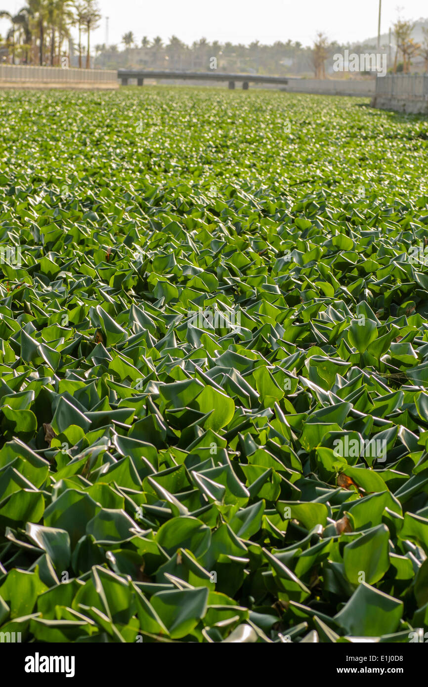 the mass of water hyacinths is blocking the river Stock Photo Alamy