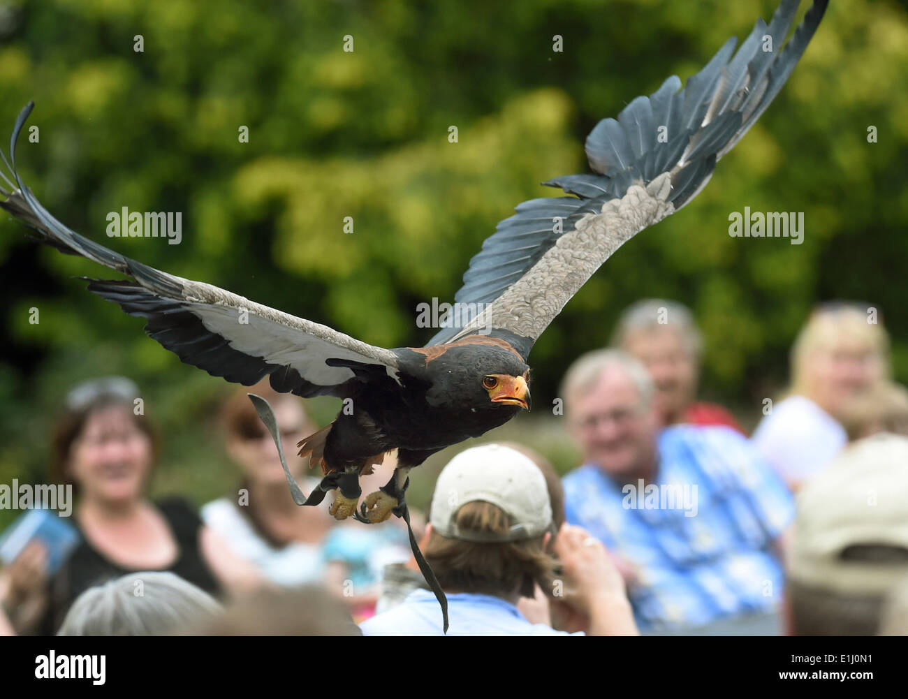 Eagle around the world hi-res stock photography and images - Alamy