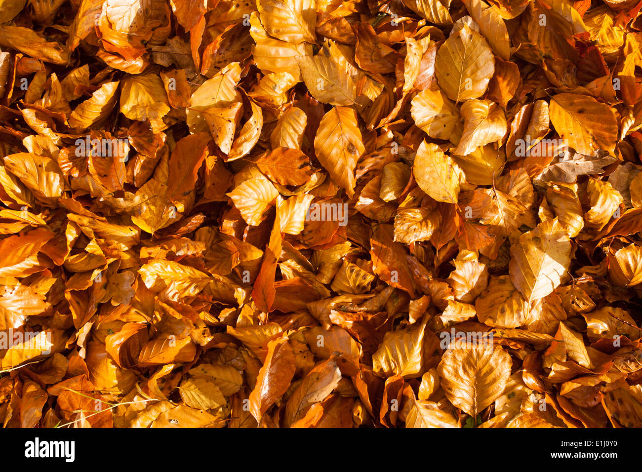 Beech (Fagus sylvatica) leaves on woodland floor in autumn, Wales, UK Stock Photo