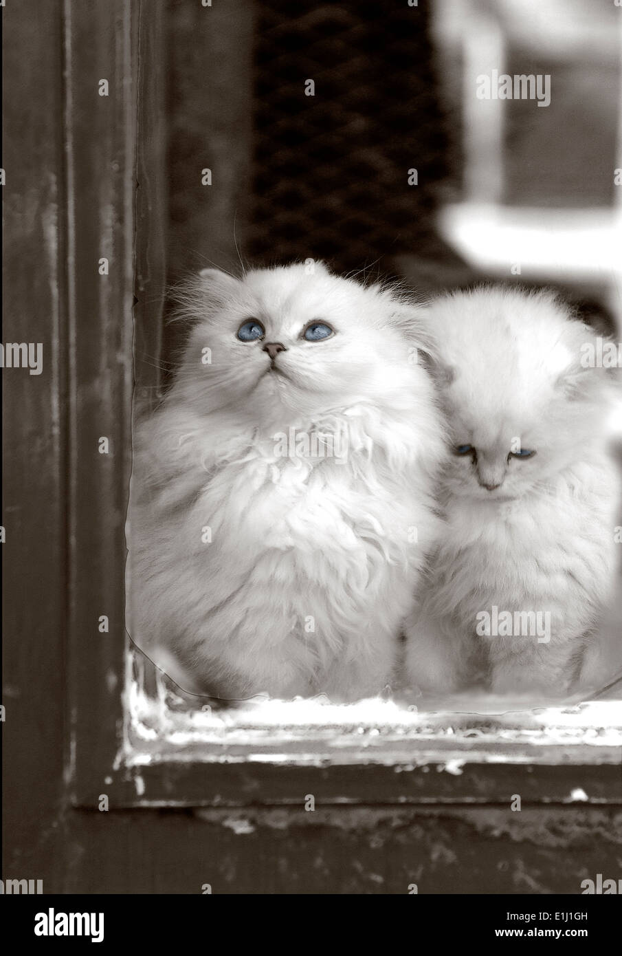 Long Haired Kittens Stock Photos Long Haired Kittens Stock