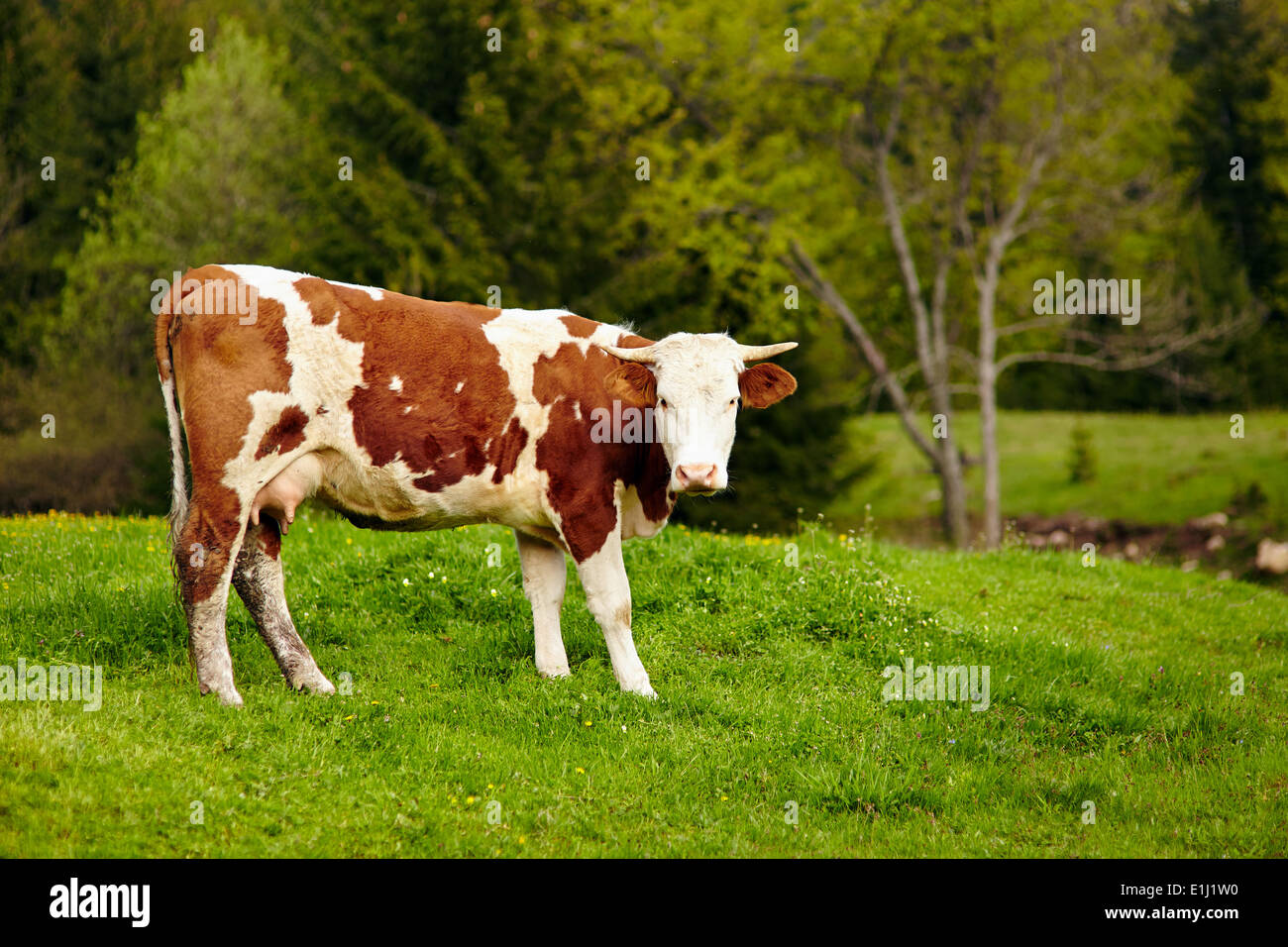 A healthy and well fed cow on a pasture in the mountains, with ...