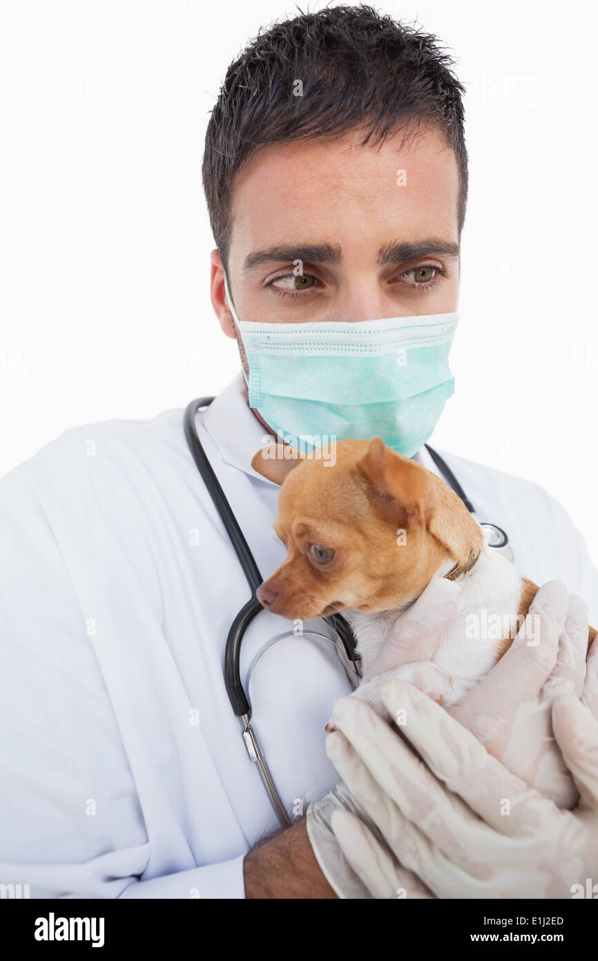 Worried male vet holding a sick chihuahua Stock Photo