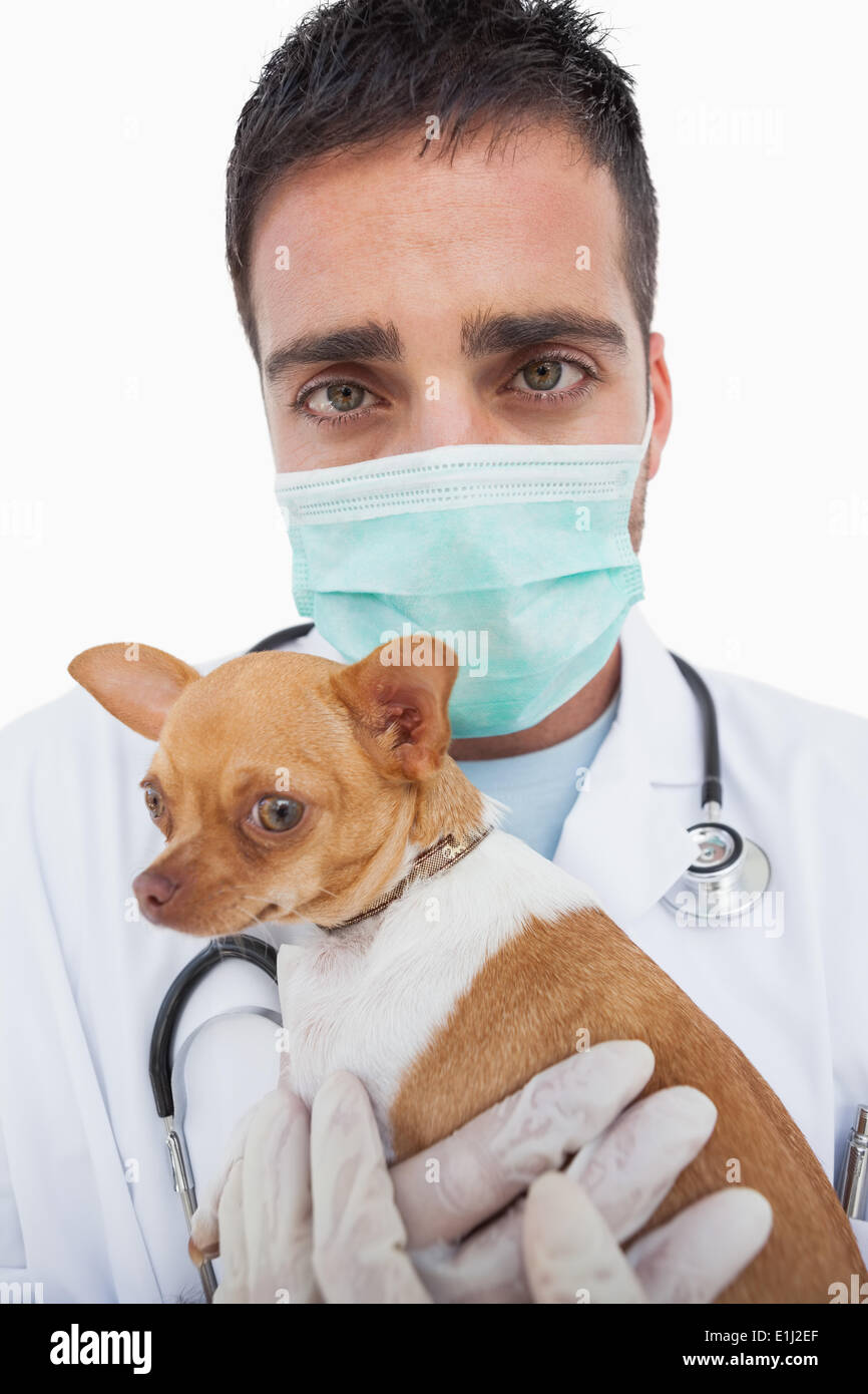 Worried male vet holding chihuahua Stock Photo