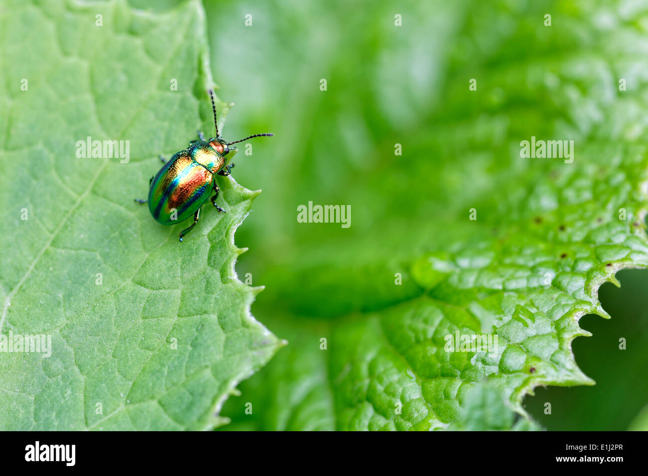 Dead nettle leaf beetle, Chrysolina fastuosa, sitting on leaf Stock Photo