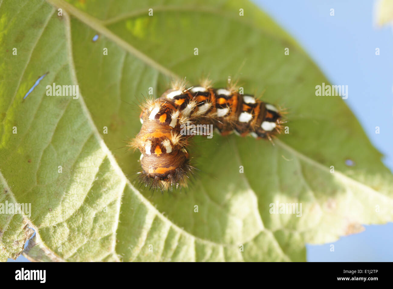 Dark dagger caterpillar Stock Photo