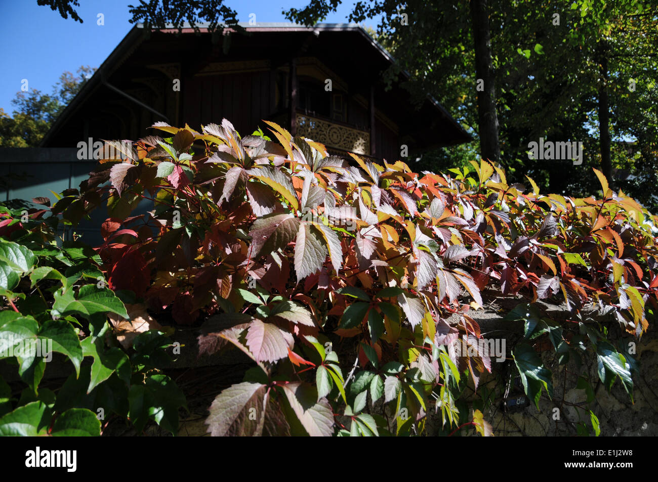 Virginian Creeper Stock Photo