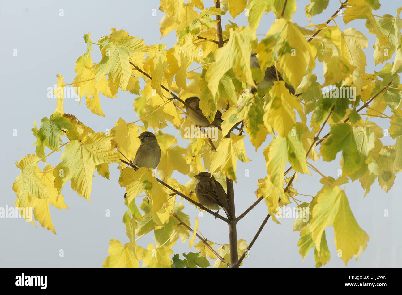 Sparrows on a sycamore maple in autumn Stock Photo