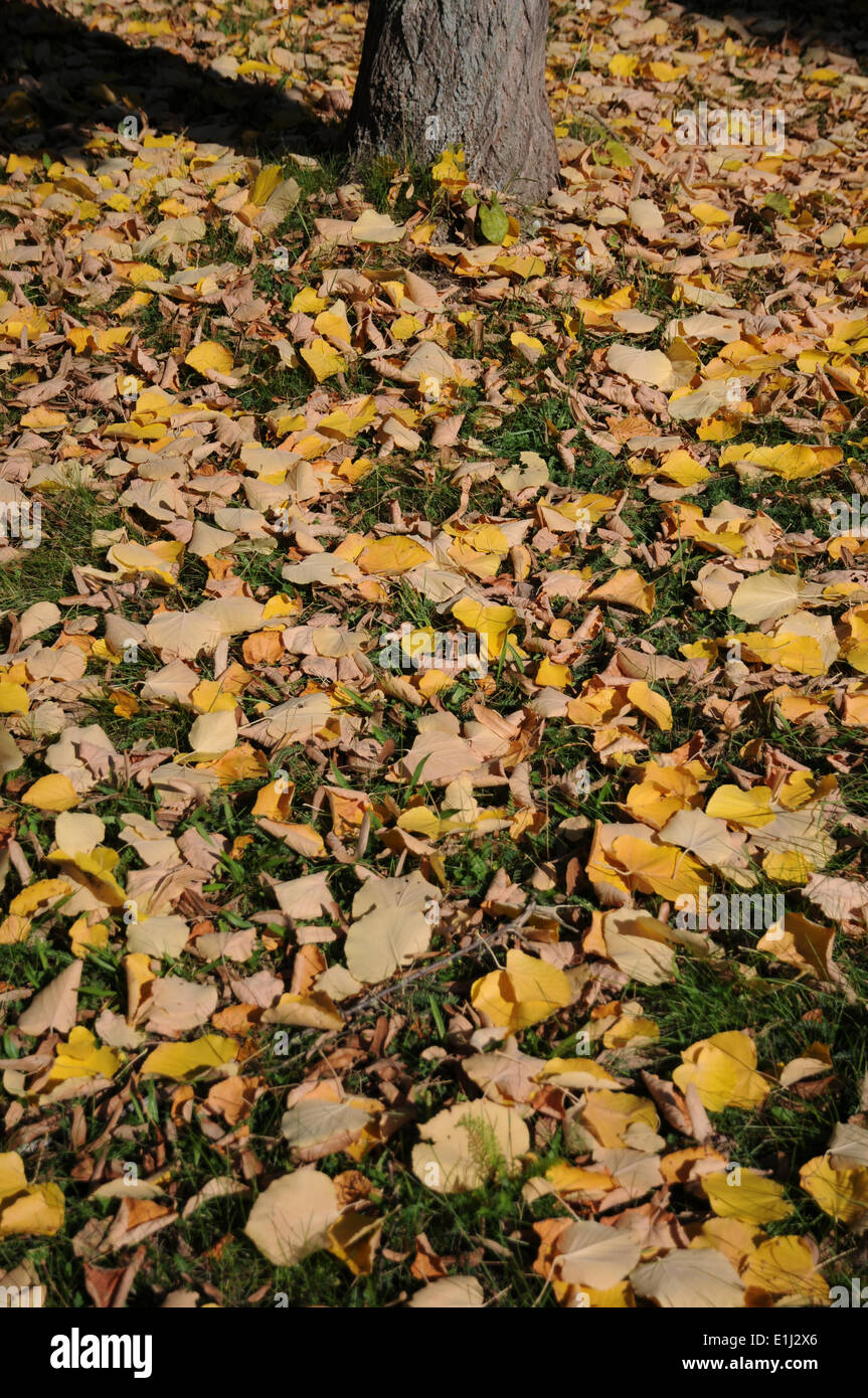Silver Lime, autumn leaves Stock Photo
