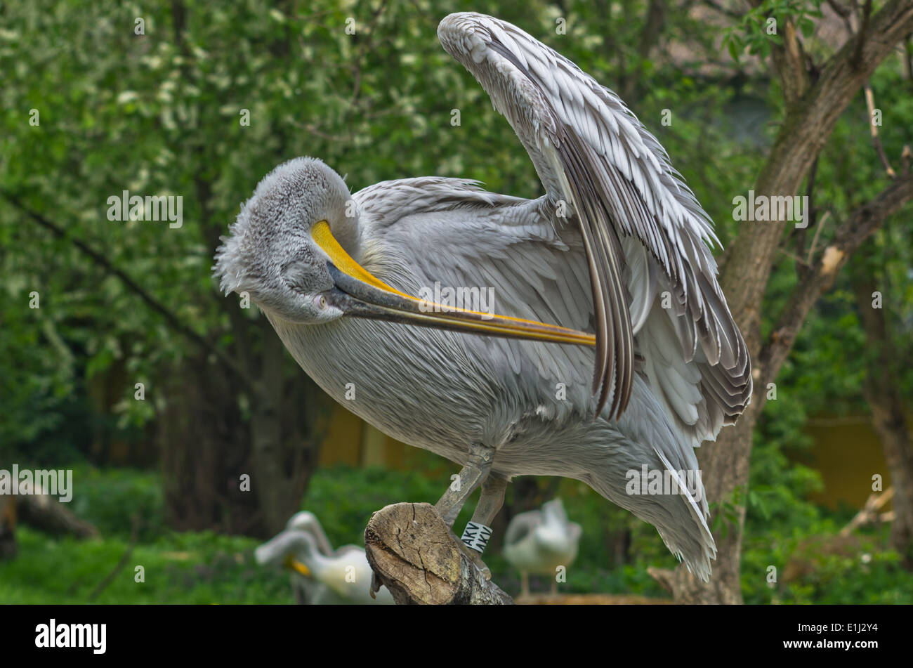 Pelican bird at Schoenbrunn park Zoo in Vienna Stock Photo