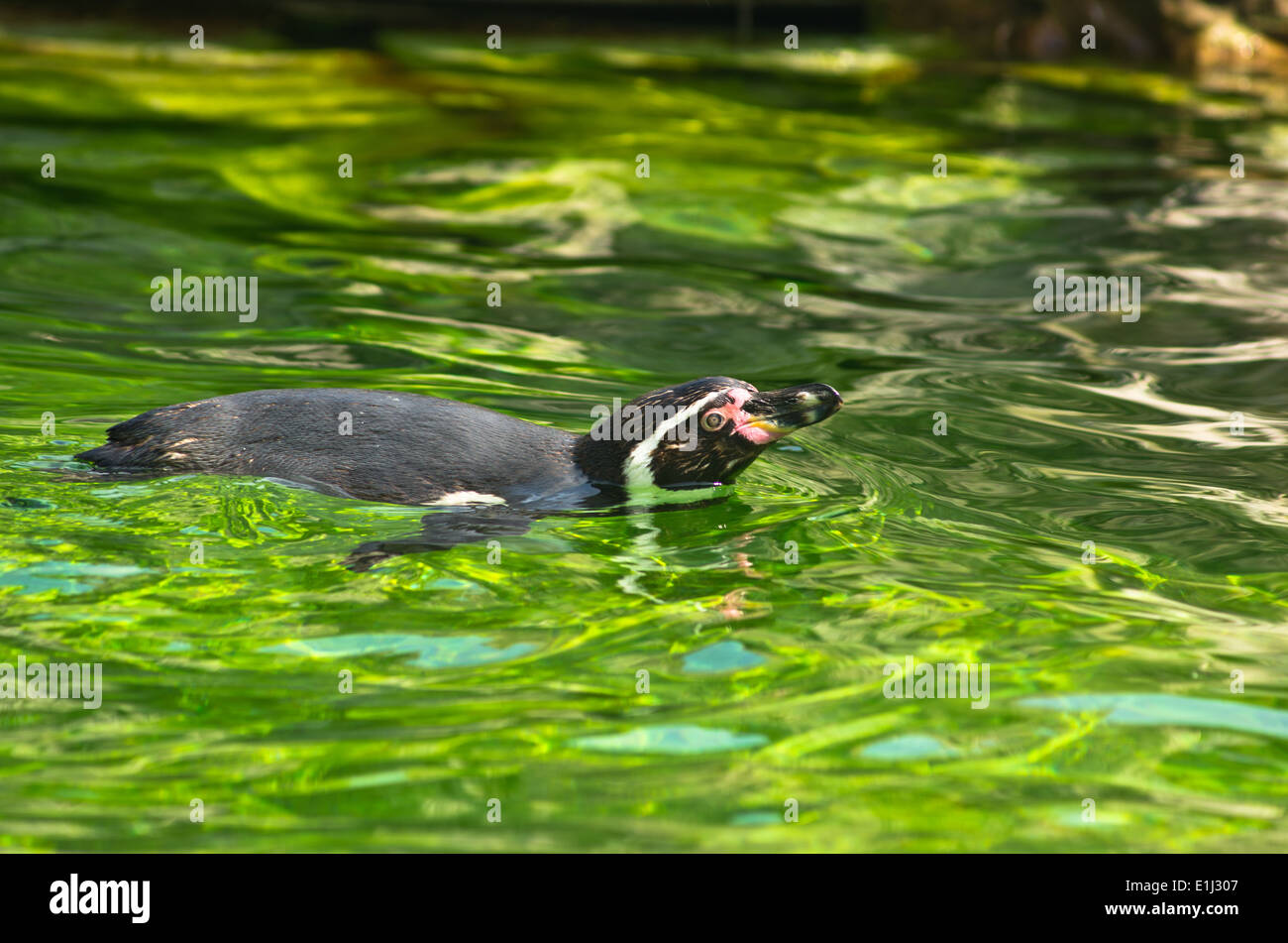Humboldt penguin at Schoenbrunn park Zoo in Vienna Stock Photo