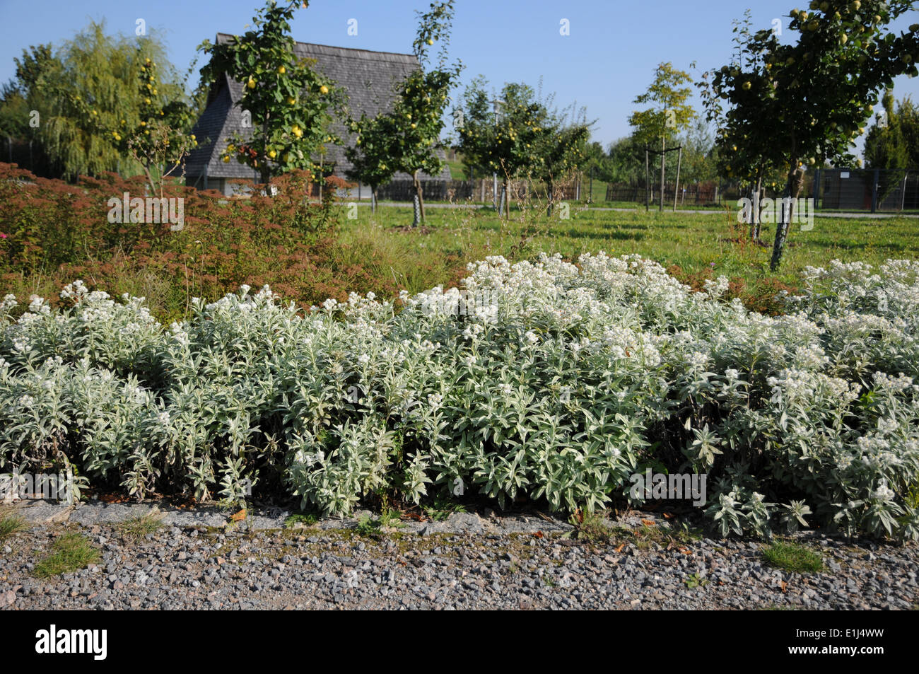 Pearly Everlasting Stock Photo