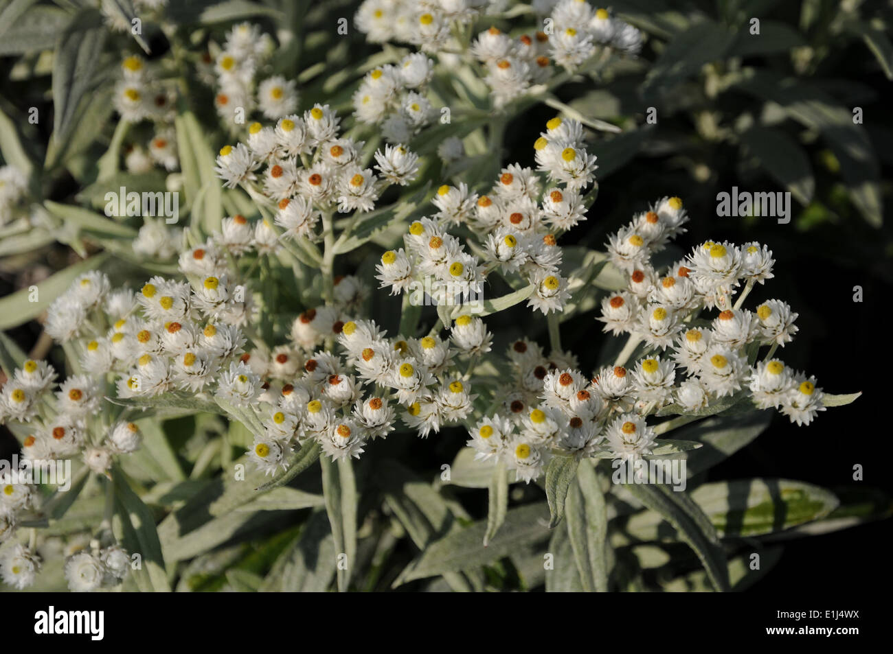 Pearly Everlasting Stock Photo