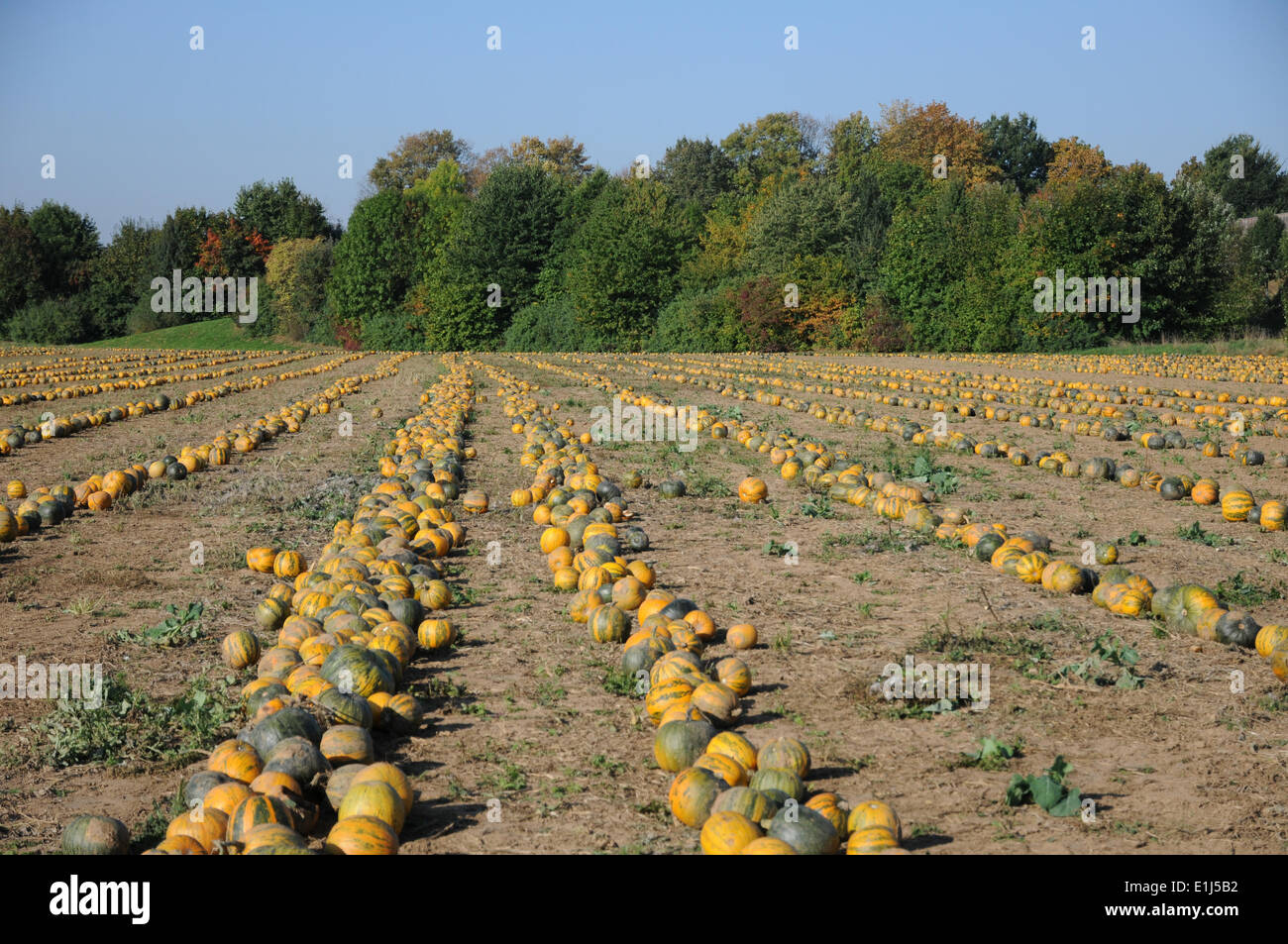 Oil Pumpkins Stock Photo