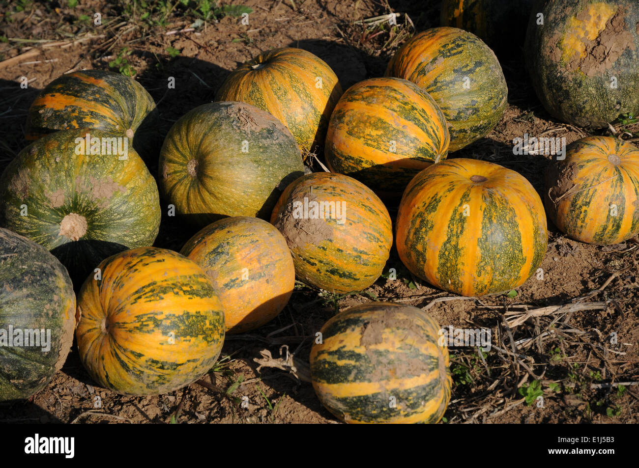 Oil Pumpkins Stock Photo