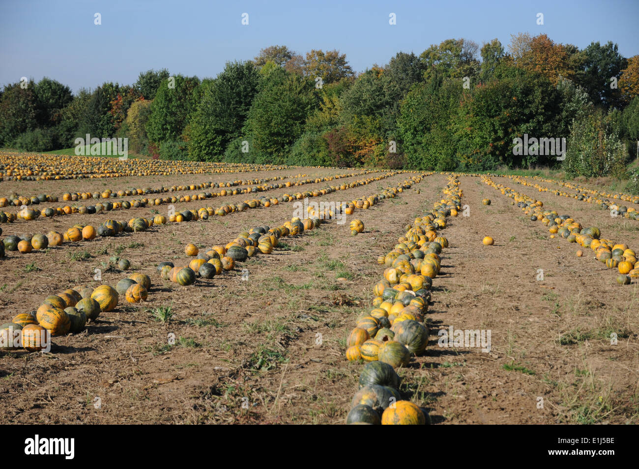 Oil Pumpkins Stock Photo