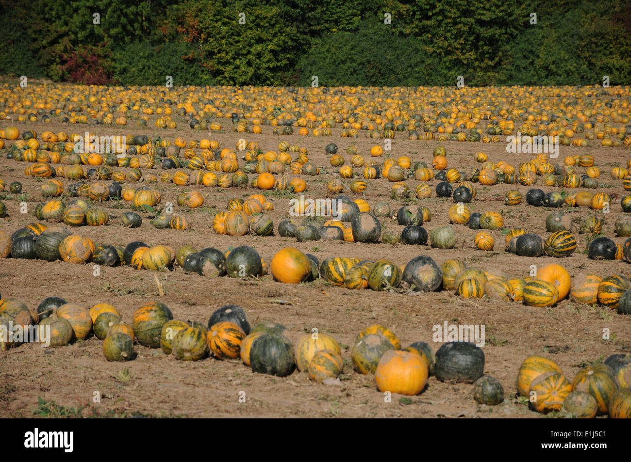 Oil pumpkins Stock Photo