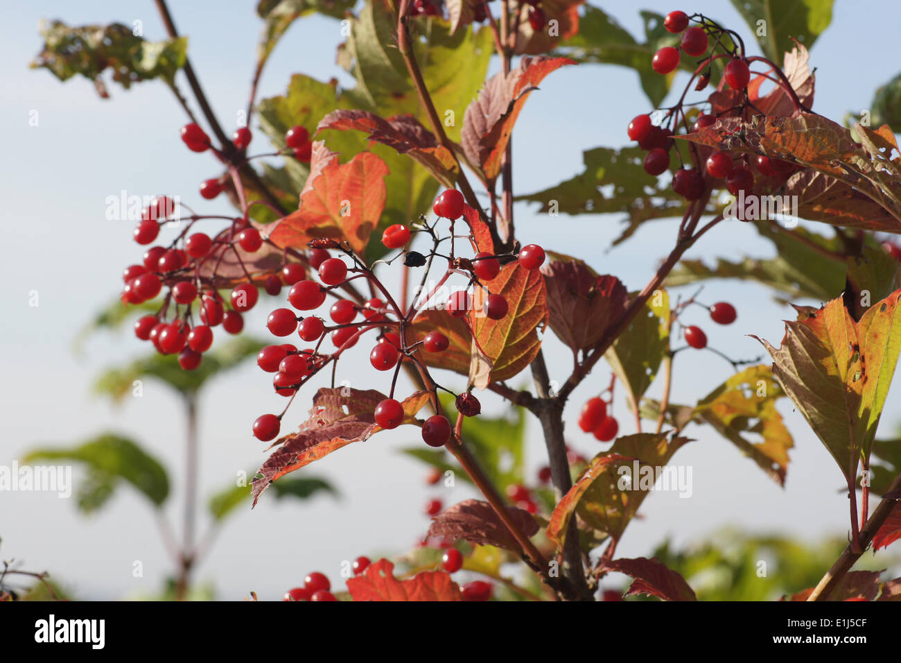 Waterelde hires stock photography and images Alamy