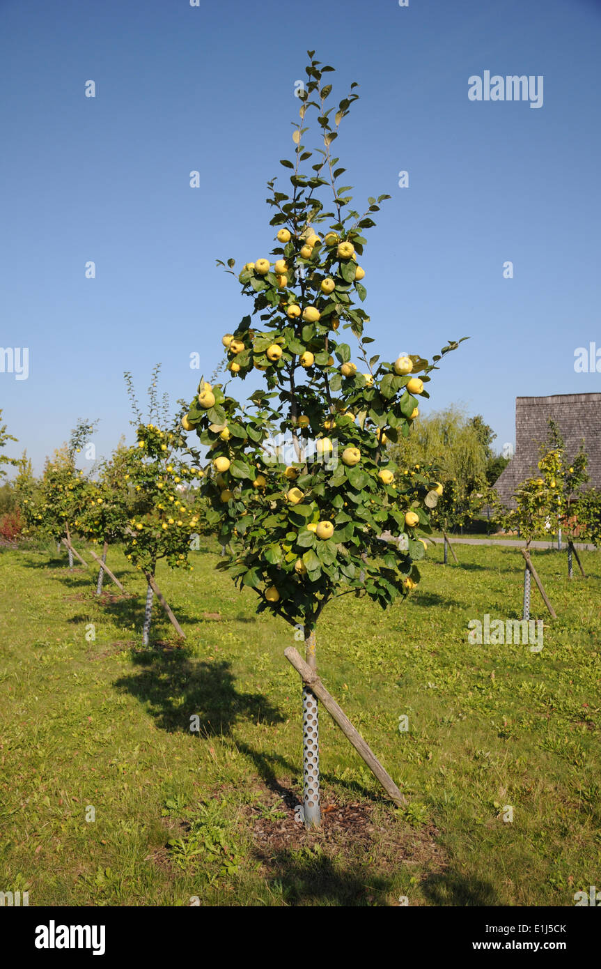 Quince tree hires stock photography and images Alamy