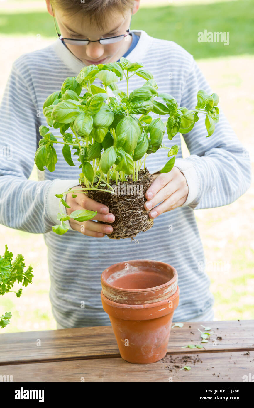 Repotting herbs hires stock photography and images Alamy