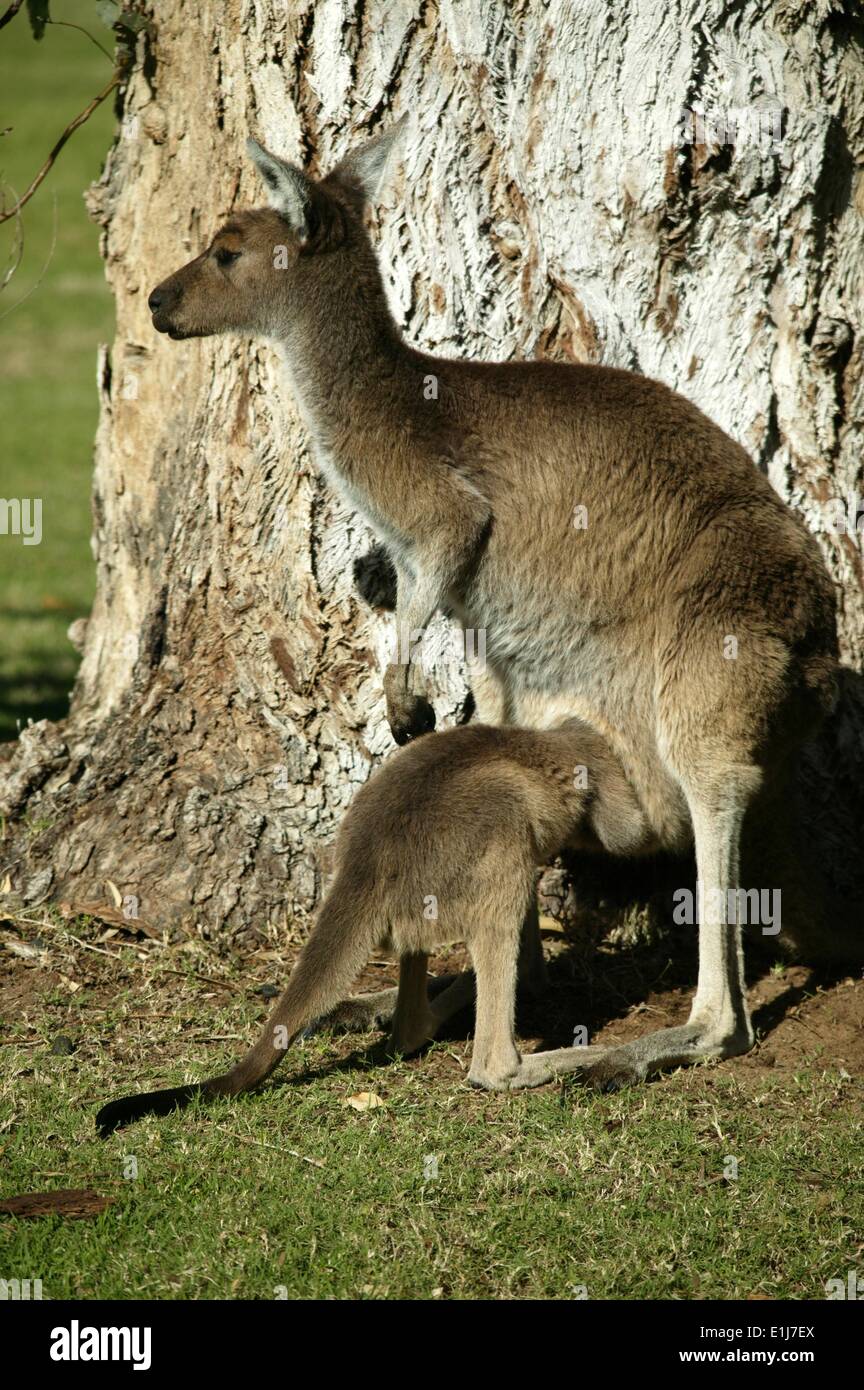 Australian Kangaroo Stock Photo