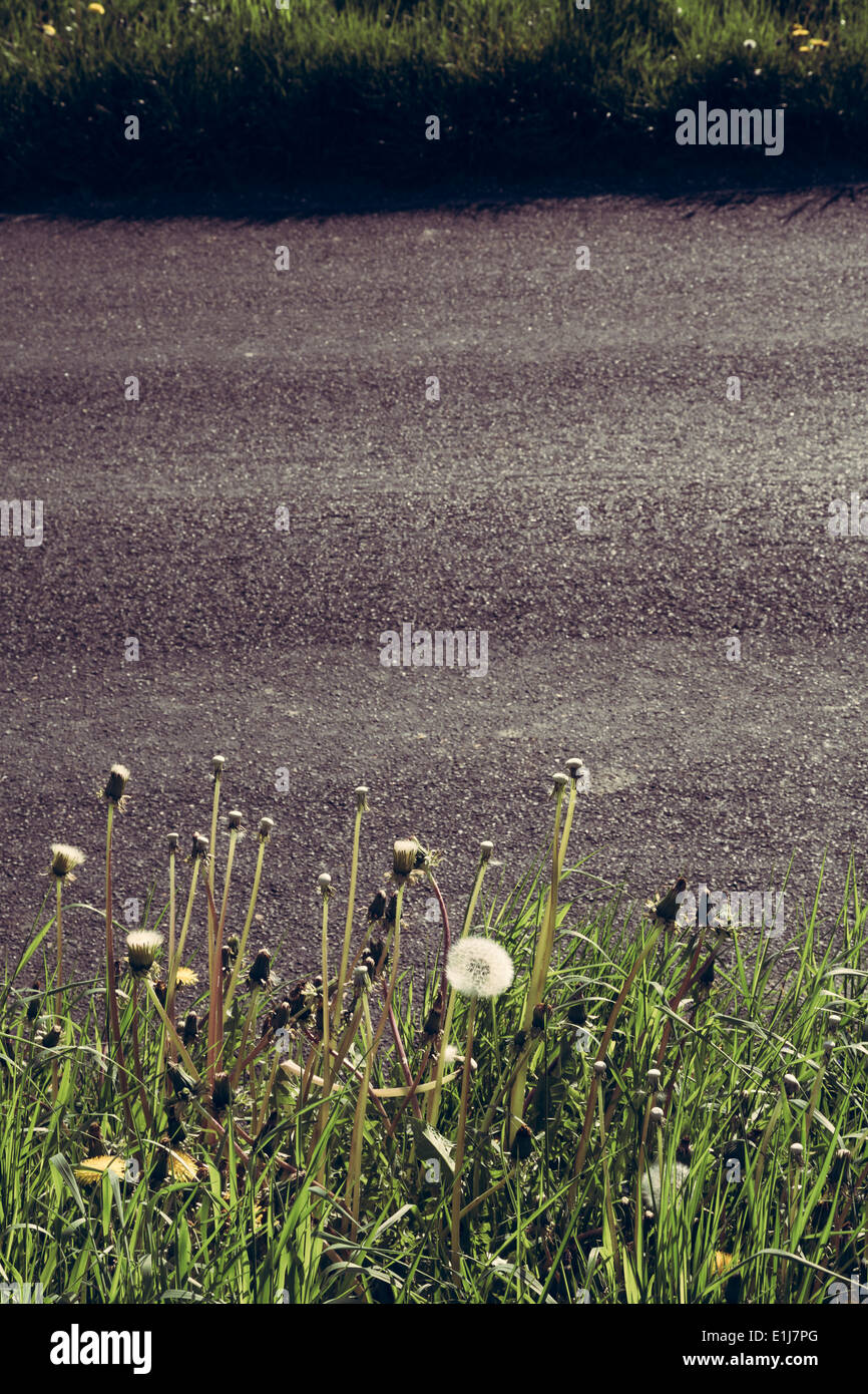 Germany, Baden-Wuerttemberg, Einsiedel near Tuebingen, Avenue in spring, blowballs, Taraxacum Stock Photo