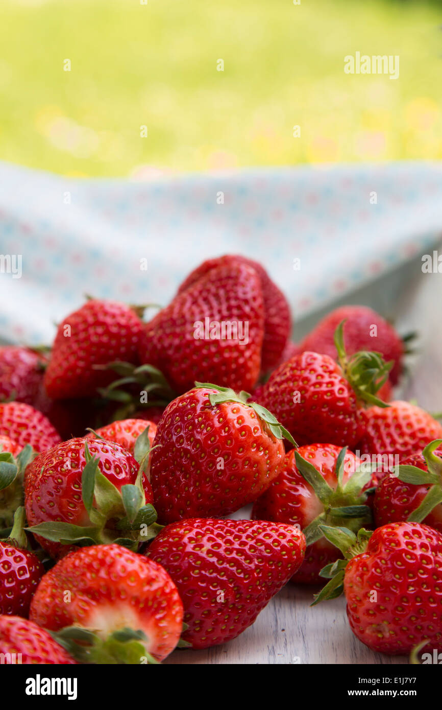 Strawberries garden hi-res stock photography and images - Alamy