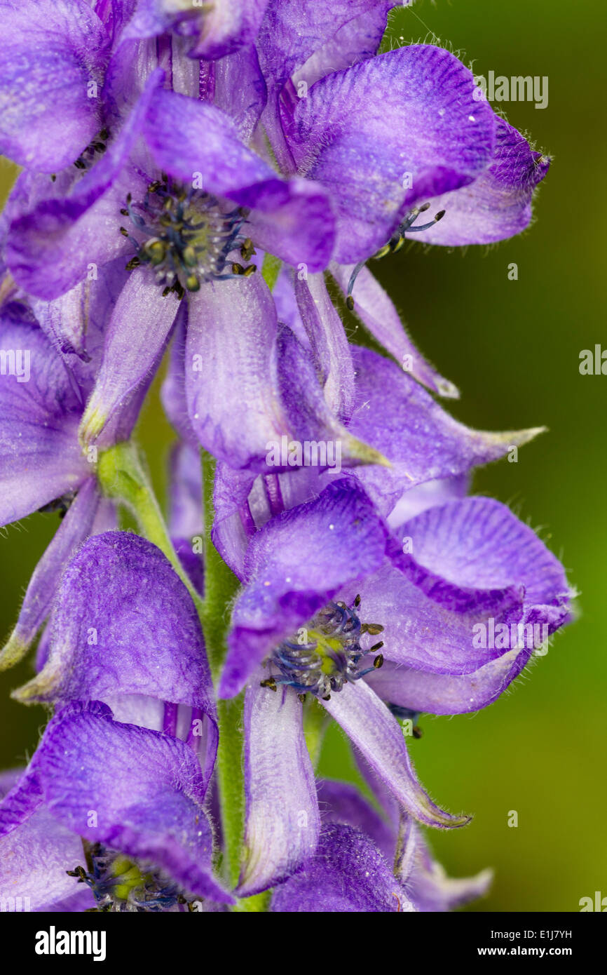 Hooded flowers of the poisonous perennial monkshood, Aconitum napellus Stock Photo
