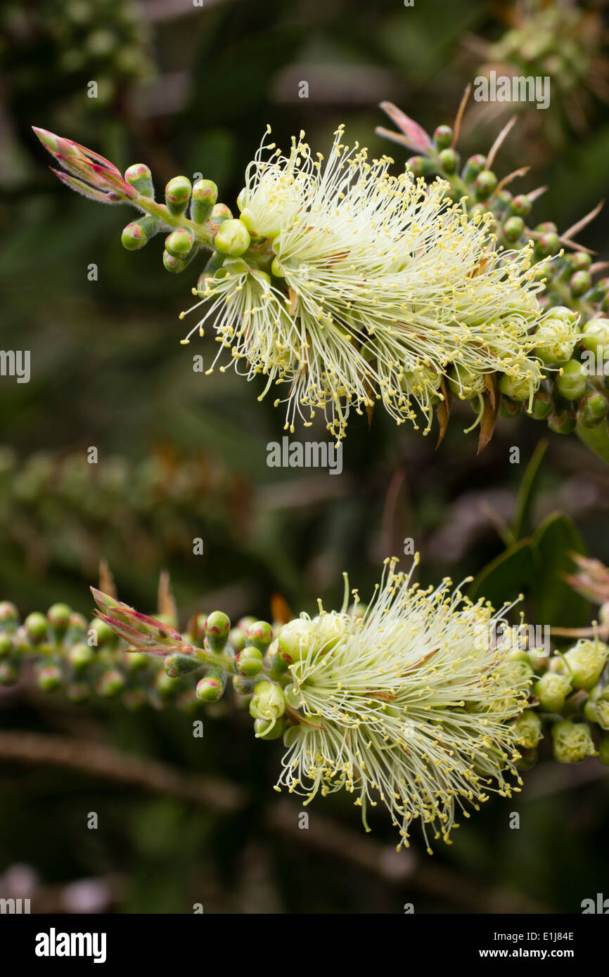 Flowers of the lemon bottlebrush, Callistemon pallidus Stock Photo