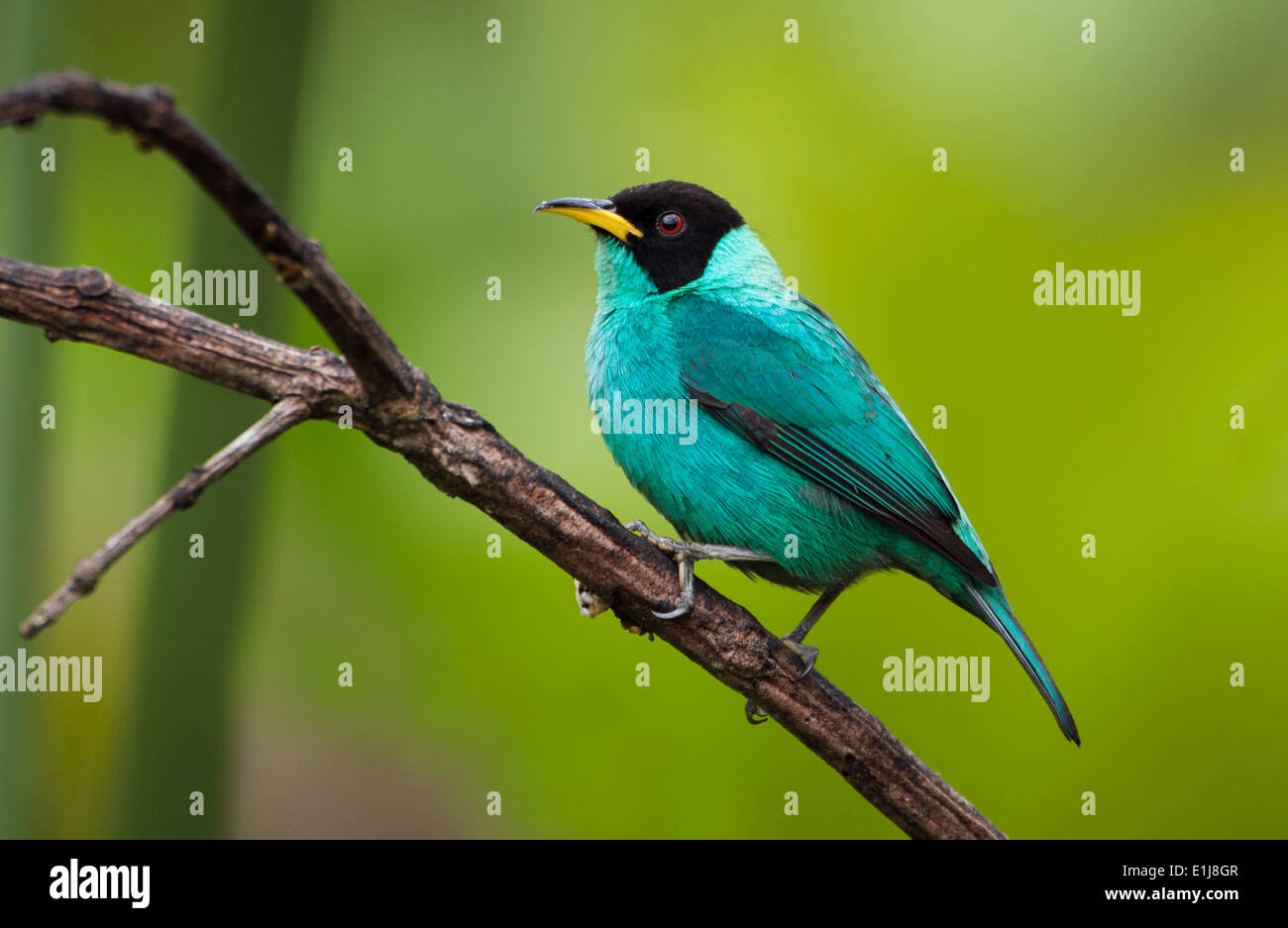 A male Green Honeycreeper from the Atlantic Rainforest Stock Photo