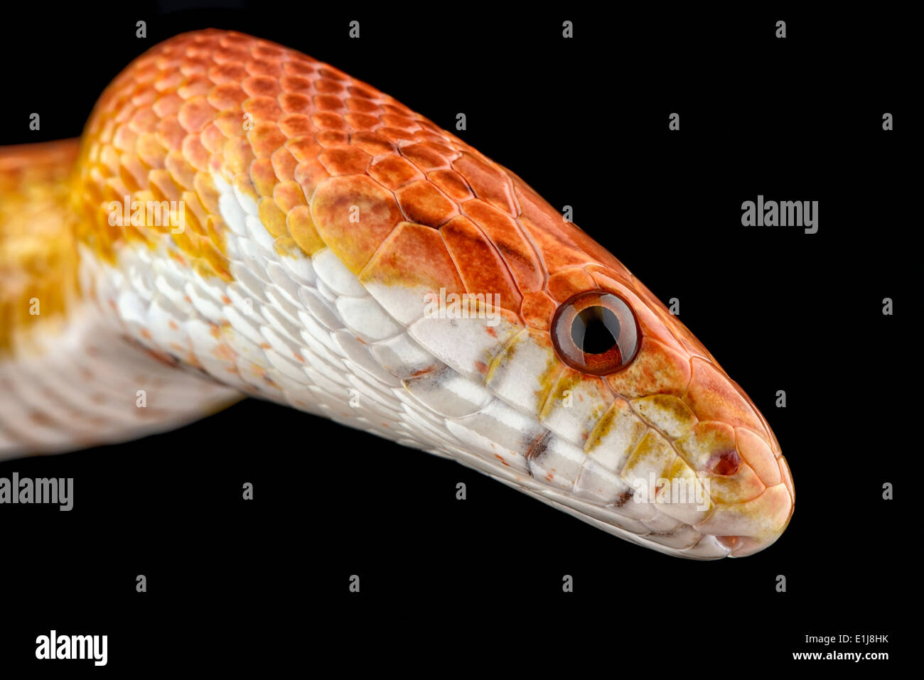 Head of corn snake, Pantherophis guttatus Stock Photo