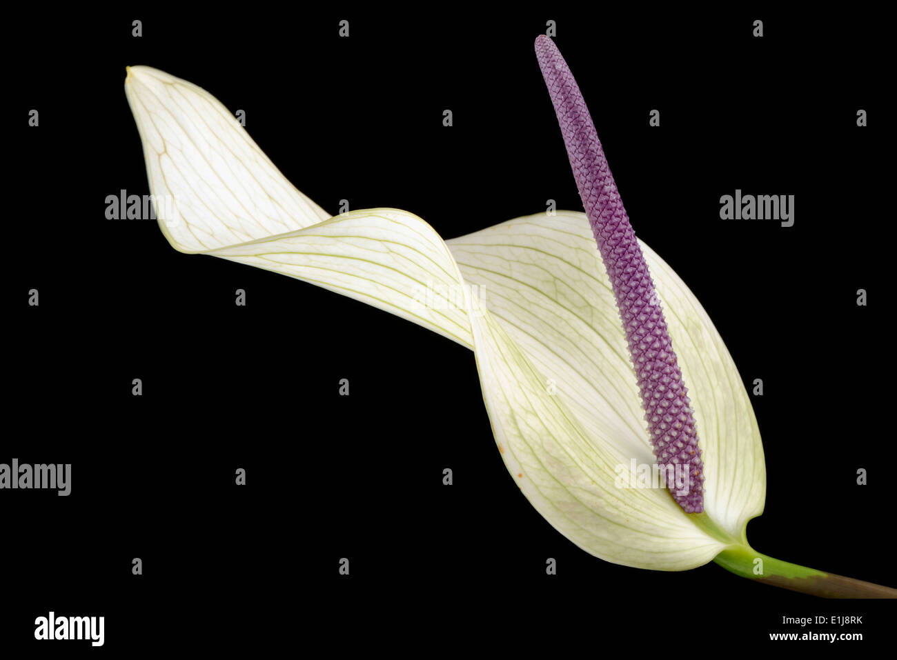 Araceae with lilac pistil in front of black background Stock Photo