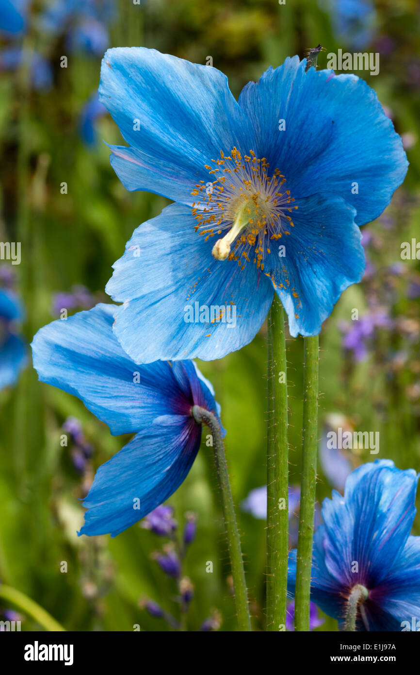 Blue poppy flowers of Meconopsis 'Lingholm' Stock Photo