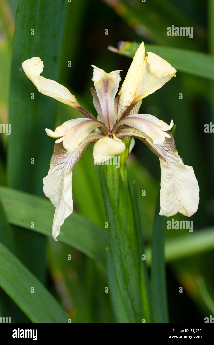 Single flower of the yellow form of the stinking iris, Iris foetidissima 'Citrina' Stock Photo