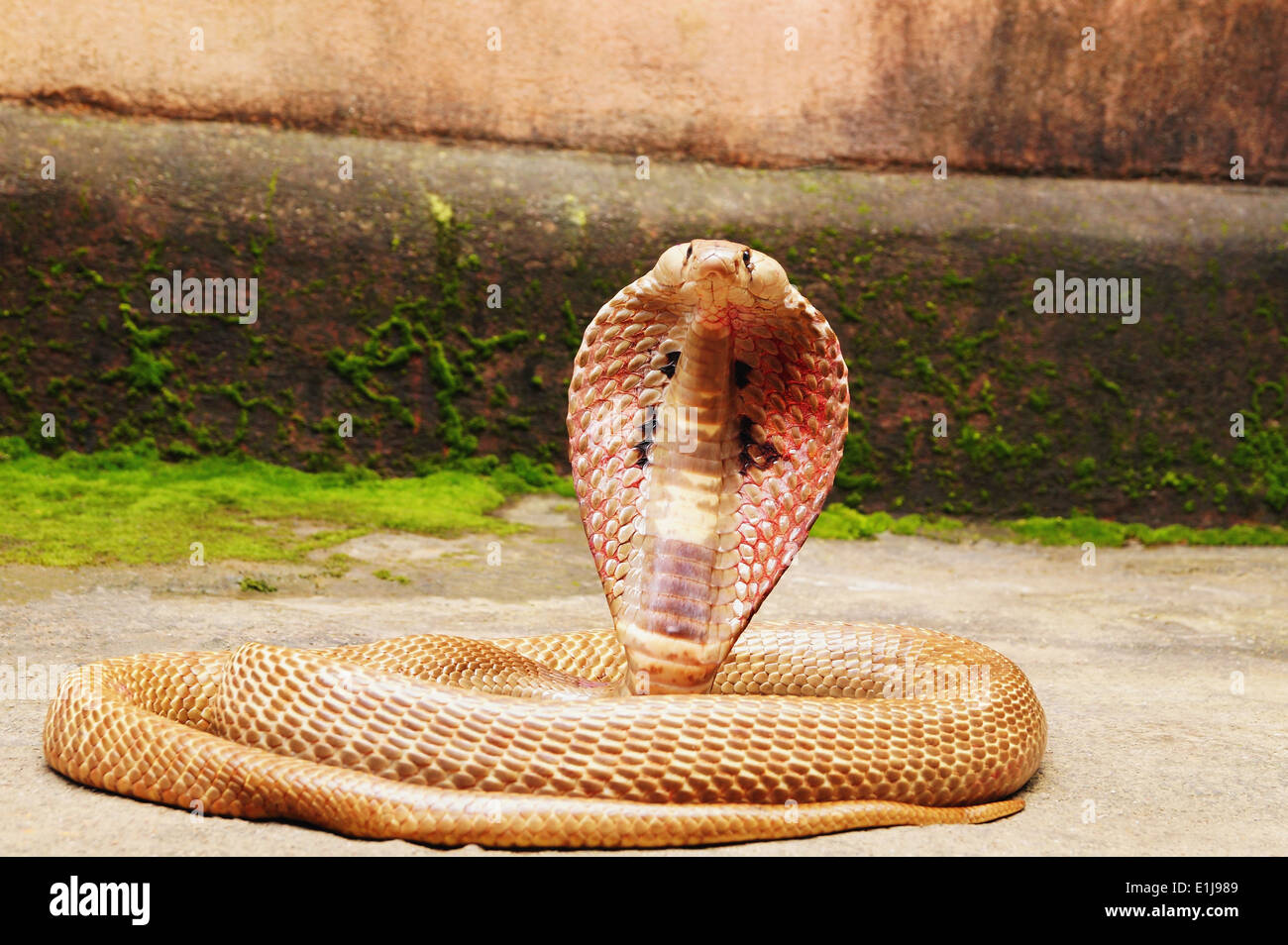 Indian cobra, Naja naja  closeup with expanded hood, Pune Maharashtra, India Stock Photo