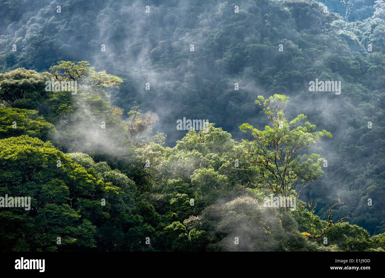 Mist rising from the Atlantic rainforest Stock Photo