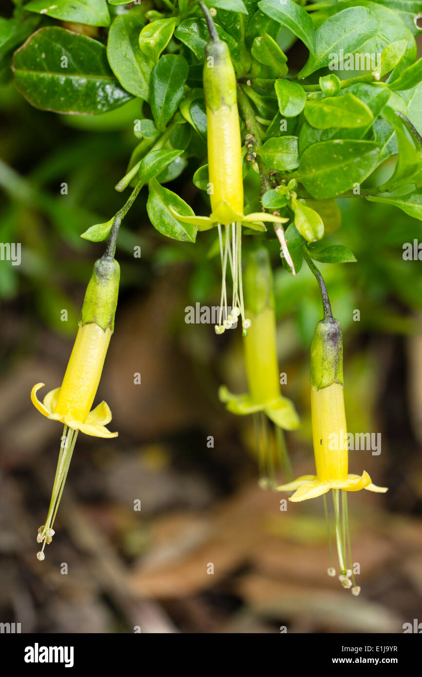 Yellow tubular flowers of the pungent leaved evergreen, Vestia foetida Stock Photo