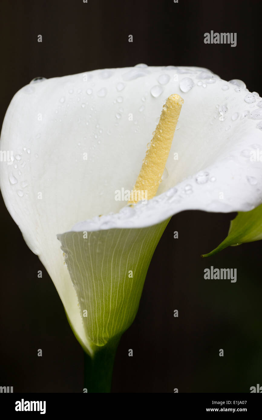 Single rain wet flower of the Calla lily, Zantedeschia aethiopica 'Crowborough' Stock Photo