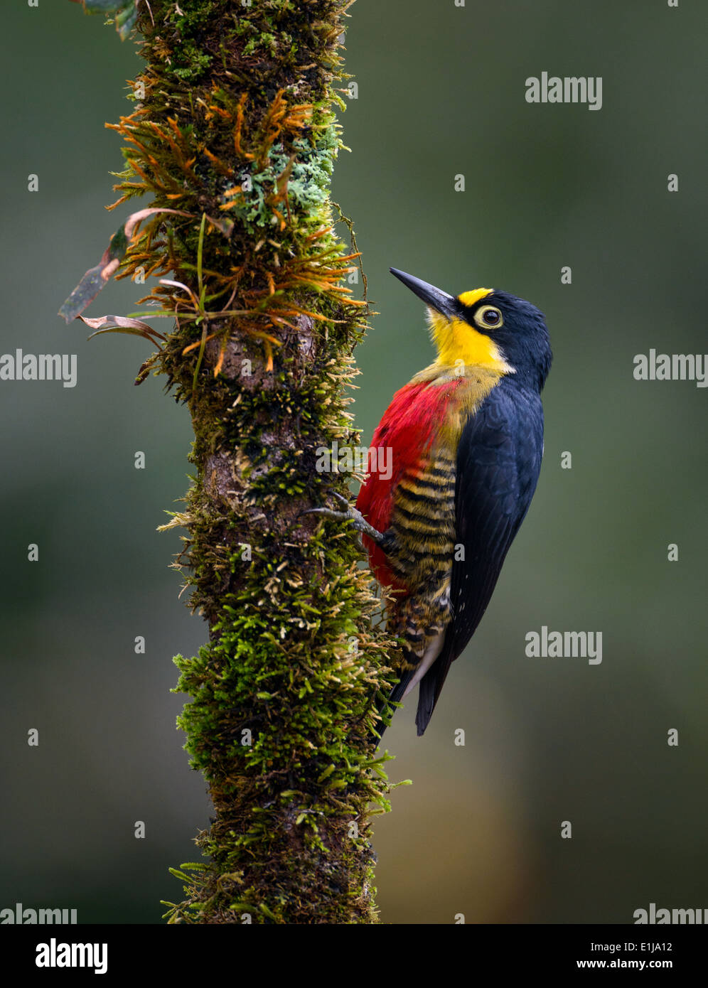 A female Yellow-fronted Woodpecker (Melanerpes flavifrons) from the Atlantic Rainforest Stock Photo