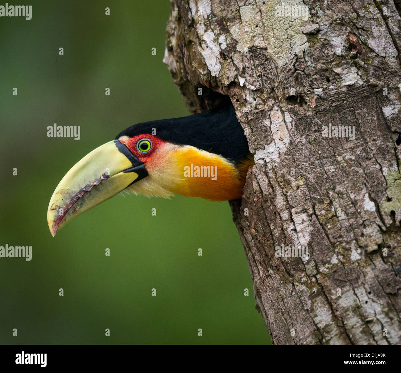Red-breasted Toucan (Ramphastos dicolorus) in its nest. Stock Photo